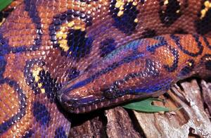 Creature Features: Snakes and Serpents