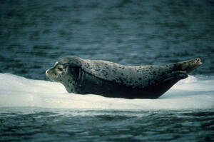 Mythology Monday – Selkies