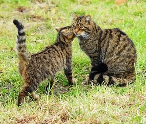 Mythology Monday: Cat-sìth